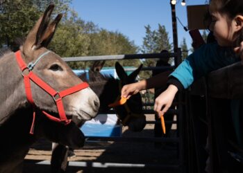 La Expo Ganadera de Comodoro vive su jornada final con remate, asado criollo y festival folclórico