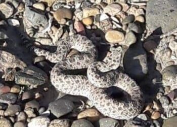 Alertan por la presencia de una yarará ñata en la zona del aeropuerto de Comodoro
