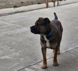 Buscan a los dueños de un perro en Próspero Palazzo: lleva más de un día solo