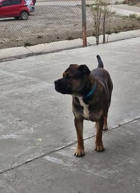 Buscan a los dueños de un perro en Próspero Palazzo: lleva más de un día solo