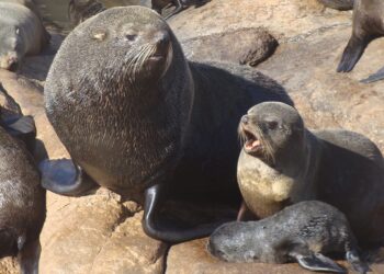 IDEAUS-CESIMAR: Cómo la caza comercial cambió el mapa de los lobos marinos en Chubut