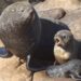 IDEAUS-CESIMAR: Cómo la caza comercial cambió el mapa de los lobos marinos en Chubut