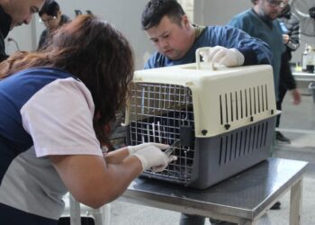 Se concretó un operativo para esterilizar gatos callejeros
