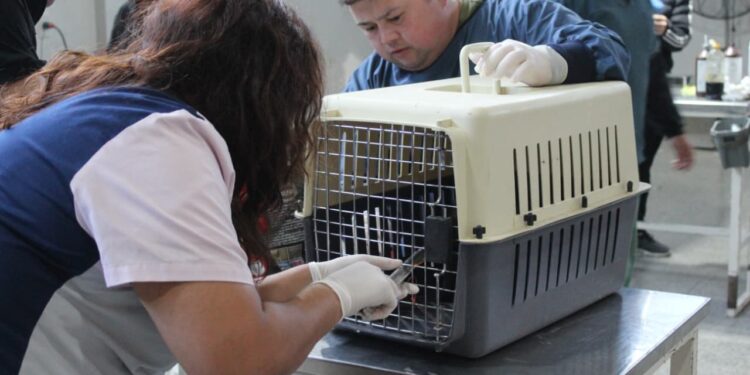 Se concretó un operativo para esterilizar gatos callejeros
