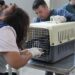 Se concretó un operativo para esterilizar gatos callejeros