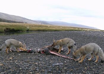 Científicos del CENPAT develan cómo el salmón Chinook está transformando la dieta de la fauna patagónica