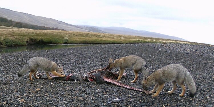 Científicos del CENPAT develan cómo el salmón Chinook está transformando la dieta de la fauna patagónica