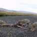 Científicos del CENPAT develan cómo el salmón Chinook está transformando la dieta de la fauna patagónica