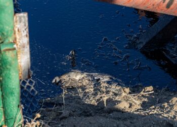 El Municipio accionó ante un derrame de hidrocarburos en inmediaciones de barrio Laprida