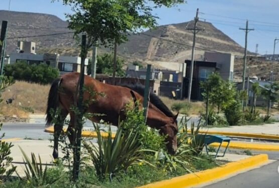 Arriba Chubut impulsa proyecto para proteger la fauna silvestre al dejar de alimentarla domésticamente