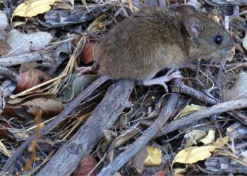 Hantavirus: Tras la muerte de  adolescente, Salud refuerza el operativo integral de intervención en Cerro Centinela