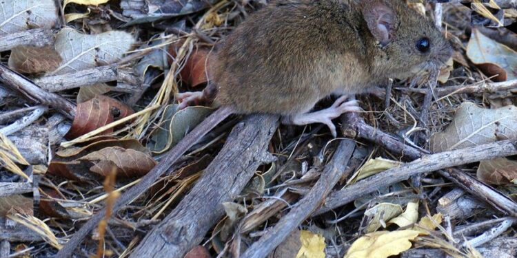 Hantavirus: Tras la muerte de  adolescente, Salud refuerza el operativo integral de intervención en Cerro Centinela