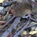 Hantavirus: Tras la muerte de adolescente, Salud refuerza el operativo integral de intervención en Cerro Centinela
