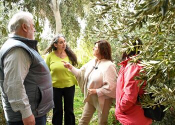 Comodoro Conocimiento apuesta a la cosecha de los olivos para fortalecer el mercado local