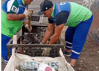 Encontraron animales muertos y presencia de ratas durante una limpieza en barrio Pietrobelli