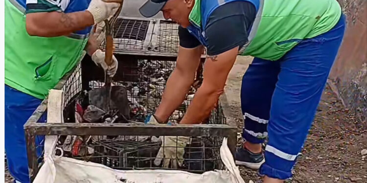 Encontraron animales muertos y presencia de ratas durante una limpieza en barrio Pietrobelli