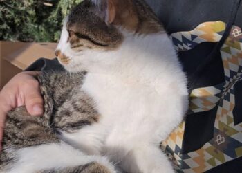 Buscan tránsito y a los dueños de un gatito hallado en zona sur de Comodoro   Si