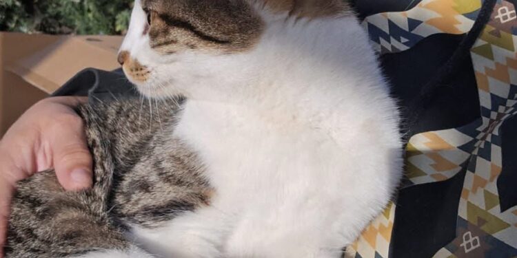 Buscan tránsito y a los dueños de un gatito hallado en zona sur de Comodoro Si