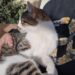 Buscan tránsito y a los dueños de un gatito hallado en zona sur de Comodoro Si