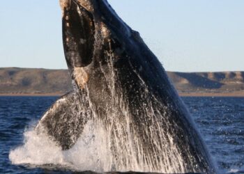 Chubut se prepara para una nueva Temporada de Ballenas