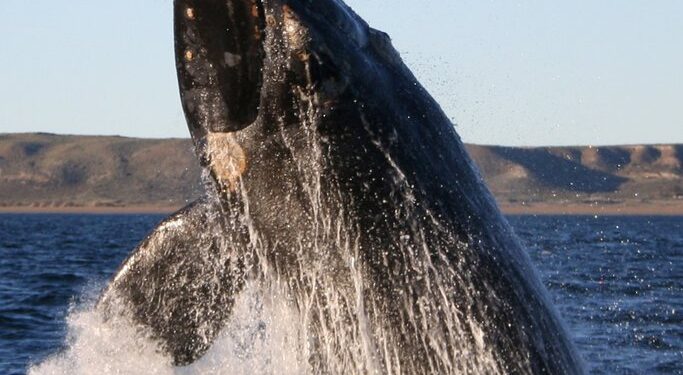 Chubut se prepara para una nueva Temporada de Ballenas
