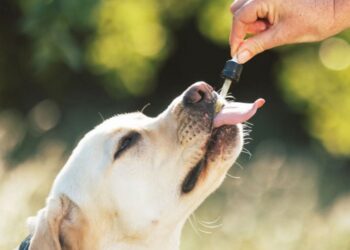 Cannabis medicinal, veterinario y cáñamo industrial: Comodoro será sede de una jornada regional sobre desarrollo productivo