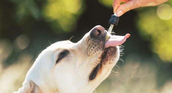 Cannabis medicinal, veterinario y cáñamo industrial: Comodoro será sede de una jornada regional sobre desarrollo productivo