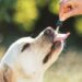 Cannabis medicinal, veterinario y cáñamo industrial: Comodoro será sede de una jornada regional sobre desarrollo productivo