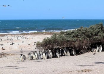 Un estudio del CENPAT revela que la población del pingüino de Magallanes presenta una tendencia positiva a lo largo de la costa argentina
