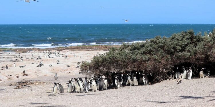 Un estudio del CENPAT revela que la población del pingüino de Magallanes presenta una tendencia positiva a lo largo de la costa argentina