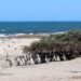 Un estudio del CENPAT revela que la población del pingüino de Magallanes presenta una tendencia positiva a lo largo de la costa argentina