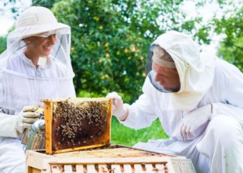 Comodoro celebrará el Día Mundial de las Abejas con talleres y actividades