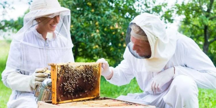 Comodoro celebrará el Día Mundial de las Abejas con talleres y actividades