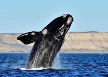 Las primeras ballenas ya llegaron al Golfo Nuevo