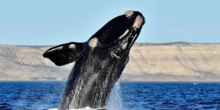 Las primeras ballenas ya llegaron al Golfo Nuevo