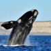 Las primeras ballenas ya llegaron al Golfo Nuevo