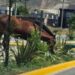 Acciones ante la presencia de caballos sueltos en Rada Tilly
