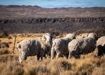 El Gobierno Nacional declaró la emergencia agropecuaria por sequía en Chubut