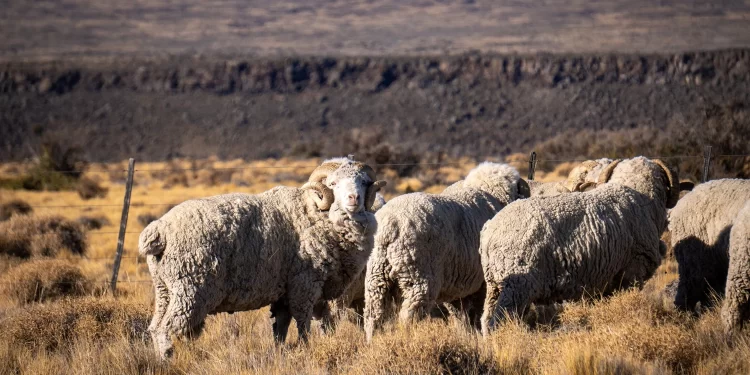 El Gobierno Nacional declaró la emergencia agropecuaria por sequía en Chubut