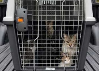 Allanamiento en Rawson: Más de 50 gatos en condiciones de hacinamiento, maltrato y crueldad animal.