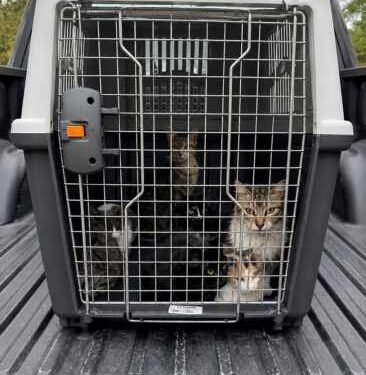 Allanamiento en Rawson: Más de 50 gatos en condiciones de hacinamiento, maltrato y crueldad animal.