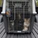 Allanamiento en Rawson: Más de 50 gatos en condiciones de hacinamiento, maltrato y crueldad animal.