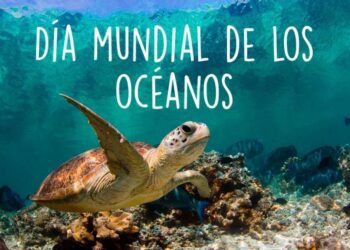 Día Mundial de los Océanos, un llamado urgente a proteger la vida marina