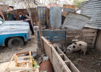 Detectan irregularidades en un predio dedicado a la crianza y venta de carne de cerdo