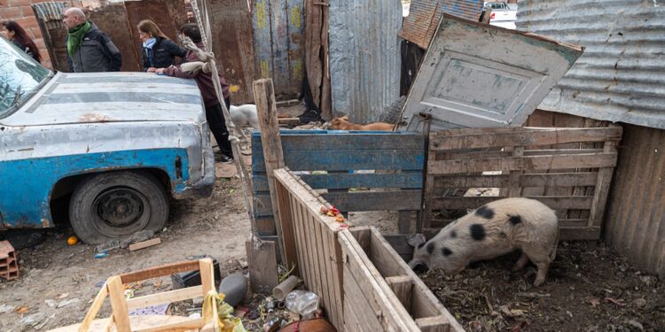 Detectan irregularidades en un predio dedicado a la crianza y venta de carne de cerdo