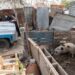 Detectan irregularidades en un predio dedicado a la crianza y venta de carne de cerdo