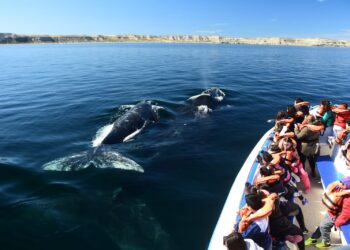 Chubut avanza en la regularización del avistaje de ballenas