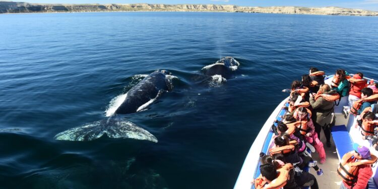 Chubut avanza en la regularización del avistaje de ballenas