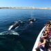 Chubut avanza en la regularización del avistaje de ballenas