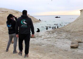 Un estudio reveló que el snorkel con lobos marinos genera más de 700 mil dólares al año